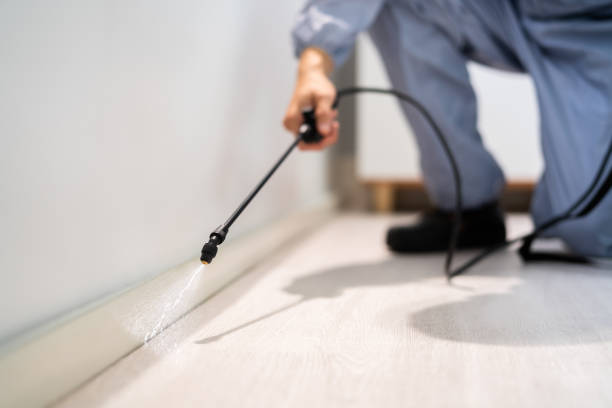 Licensed Wasp Removal service in Calhoun City, MS - Show Me Pest Control
